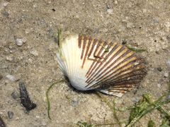 -北海金海湾红树林生态旅游区