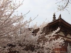 -西安青龙寺遗址景区