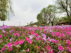 -老村长农家院