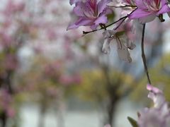 -深圳人才公园
