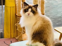 -猫在这儿猫咪咖啡馆·撸猫馆