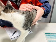 -伟伟宠物医院·瑞派猫友好医院·猫科(光谷店)