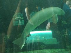 -悉尼海洋生物水族馆