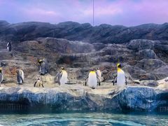 -新加坡飞禽公园