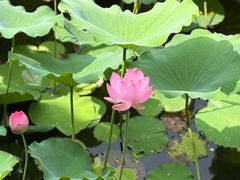 -荔湾湖公园