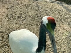 -盐城丹顶鹤湿地生态旅游区