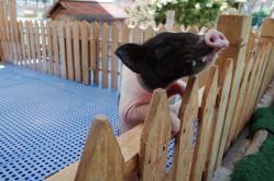 -萌宠亲子动物乐园(槐房万达店)