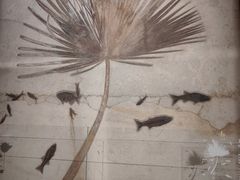 -正佳自然科学博物馆
