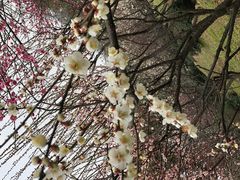 -香雪海