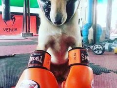 -体育科代表搏击散打体能训练馆(陶然亭店)