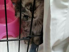 -安安宠医宠物医院·异宠·犬猫内科(岳阳分院)