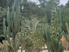 -深圳仙湖植物园