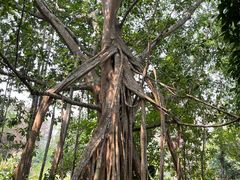 -中国科学院西双版纳热带植物园