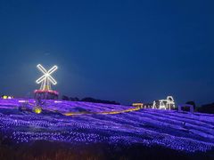 -大塘金香草谷