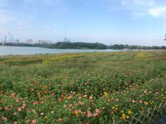 -海珠湖公园