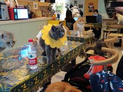 -平行世界·猫咖(首经贸店)