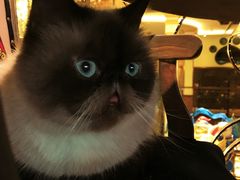 -more than meow吴止猫主题餐厅(承德 中船汇店)