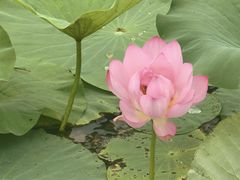 -洪湖生态旅游区