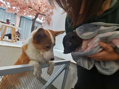 -浣熊柯尔鸭土拨鼠·电玩咖