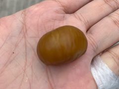 -鑫鑫栗王(吉祥商城店)