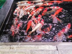 -梅陇花鸟市场-停车场