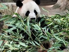 -都江堰中华大熊猫苑