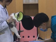 -联合动物医院(光谷诊疗中心)