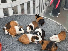 -广州长隆国际大马戏