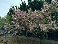 -洛阳古墓博物馆