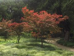 -叶家花园