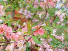 -海棠花溪(元大都城垣遗址公园)