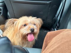 -瑞派康怡24h宠物医院·犬猫医疗中心·微创绝育(瑞景分院)