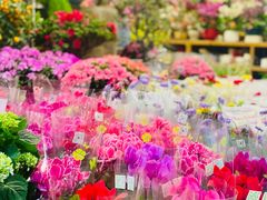 -双季花艺园艺市场(浦东店)