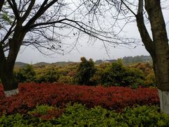 -铁山坪森林公园