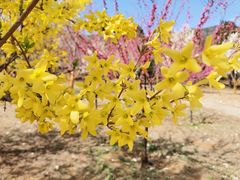 -北京西山国家森林公园