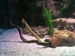 -暹罗海洋世界