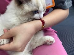 -创凡宠物医院·骨专科  猫科中心(西乡分院)