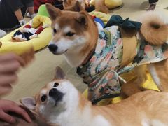 -逗柴咖啡屋·狗咖猫咖宠物桌游