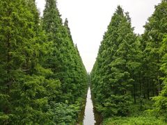 -黄海国家森林公园
