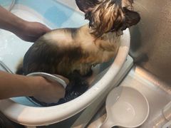 -PETKIT小佩宠物·低压洗护(国顺东路店)