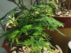 -龍歌自助小火锅(城阳万象汇店)