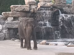 -北京野生动物园