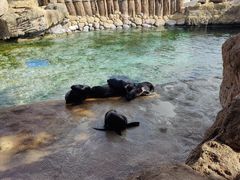 -珠海长隆海洋王国