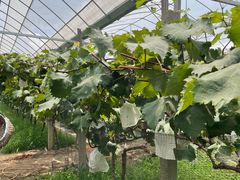 -马陆小张葡萄园农家乐