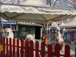 -萌宠亲子动物乐园(槐房万达店)