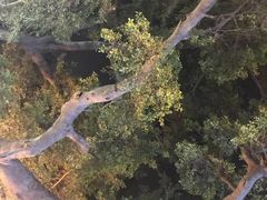 -八婆婆烧仙草(曾厝垵店)