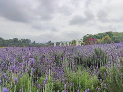 -紫颐香薰山谷景区