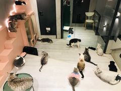 -猫儿山۰猫主题餐厅