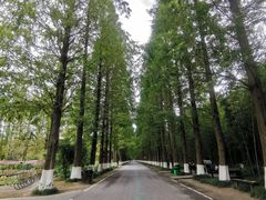 -黄海国家森林公园