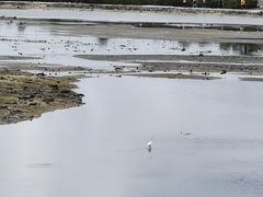 -北海金海湾红树林生态旅游区